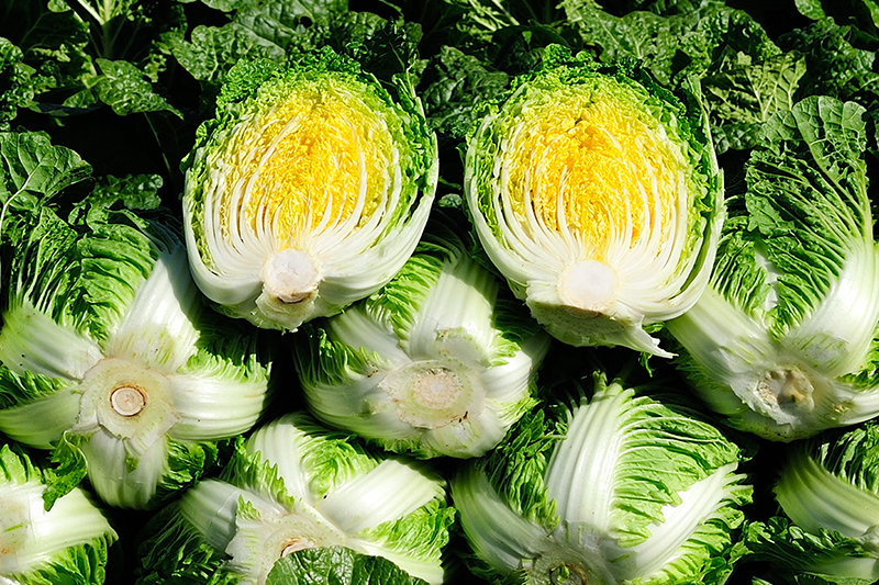 고랭지 김장배추 (3포기1망)