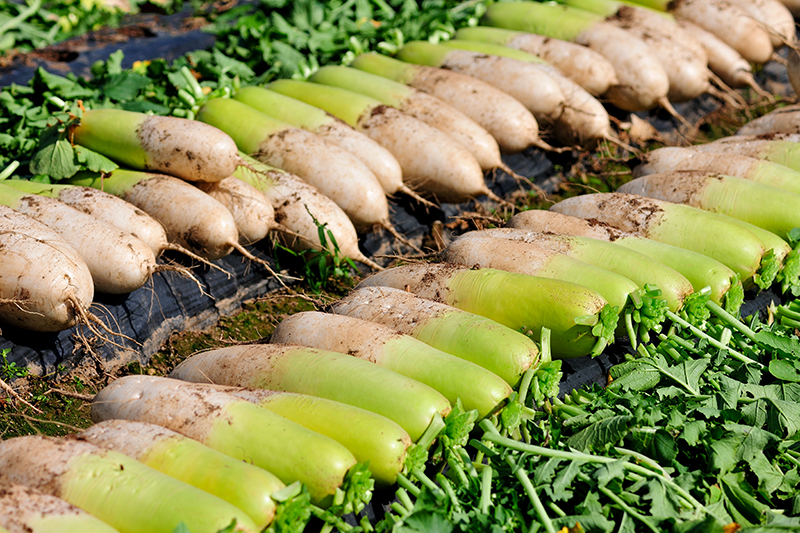 고랭지 김장무(20kg)